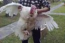 &quot;Varză călită&quot; - poza de OvidiuDanielPopi717