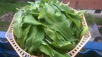 Sos pesto din leurda. - Pas 2