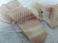 Pangasius pane - Pas 1