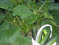 Zucchini în aluat - Pas 1