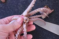 Calamari prajiti, reteta italiana - Pas 6