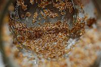Germeni de cereale (germinare la borcan) - Pas 12