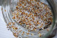 Germeni de cereale (germinare la borcan) - Pas 14