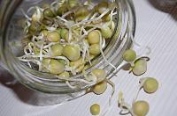 Germeni de cereale (germinare la borcan) - Pas 17
