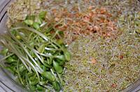 Germeni de cereale (germinare la borcan) - Pas 24