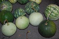 Pepene verde murat (la butoi) - Pas 1