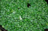 Piure de mazare verde - Pas 2