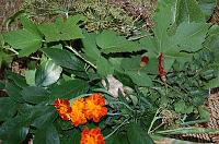 Rosii murate - Pas 2
