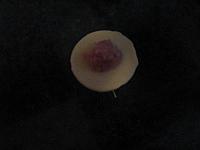 Pelmeni (Coltunasi cu carne) - Pas 6