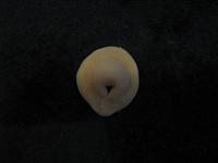 Pelmeni (Coltunasi cu carne) - Pas 8