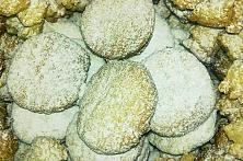 Biscuiței de casă cu untură