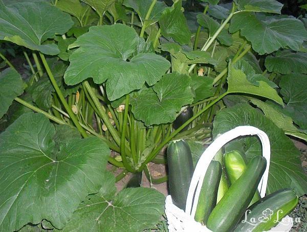 Zucchini în aluat - Pas 1